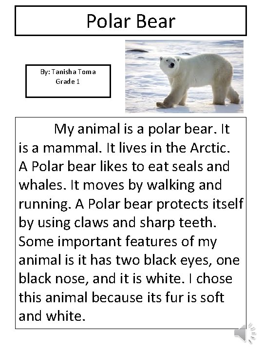 Polar Bear By: Tanisha Toma Grade 1 picture My animal is a polar bear.