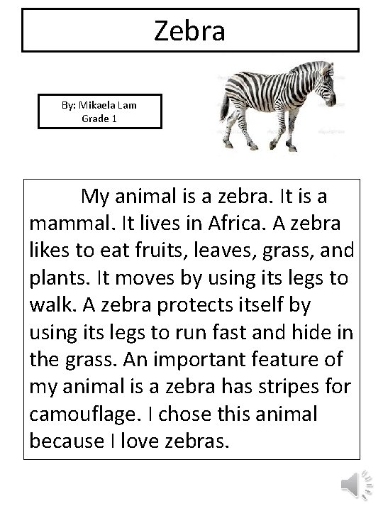 Zebra By: Mikaela Lam Grade 1 picture My animal is a zebra. It is