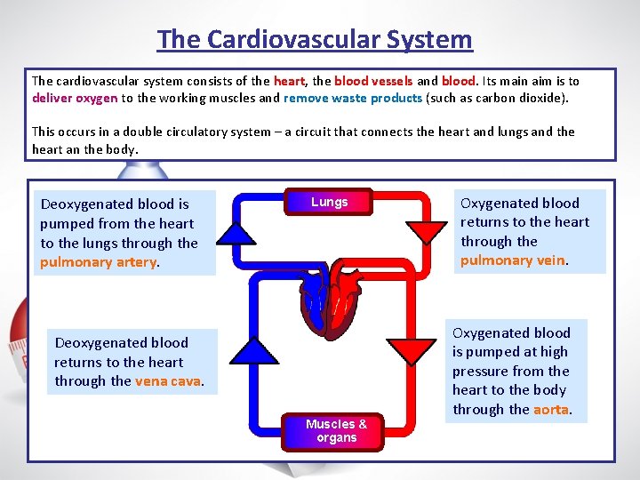 The Cardiovascular System The cardiovascular system consists of the heart, the blood vessels and