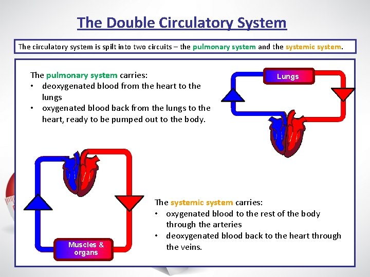The Double Circulatory System The circulatory system is spilt into two circuits – the