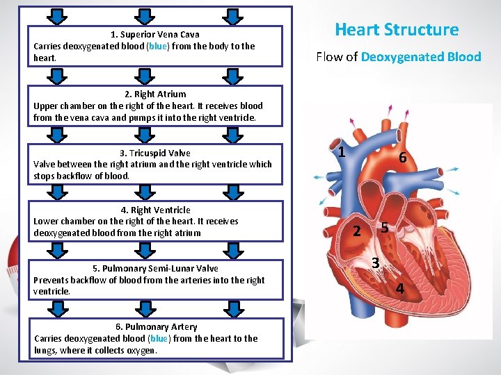 1. Superior Vena Cava Carries deoxygenated blood (blue) from the body to the heart.