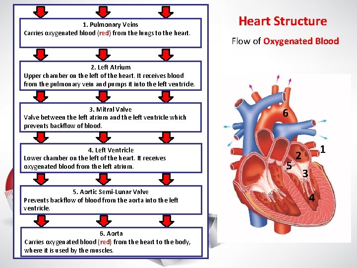 1. Pulmonary Veins Carries oxygenated blood (red) from the lungs to the heart. Heart