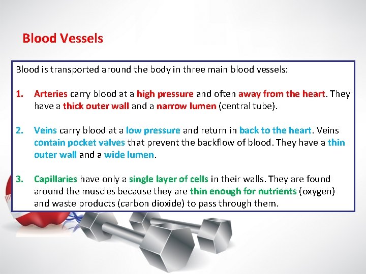 Blood Vessels Blood is transported around the body in three main blood vessels: 1.