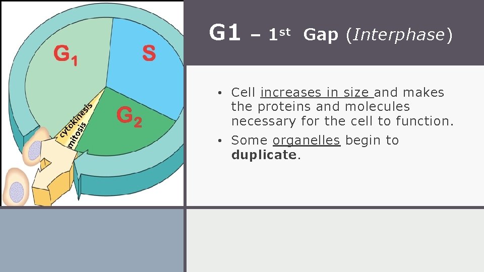 G 1 – 1 st Gap (Interphase) • Cell increases in size and makes