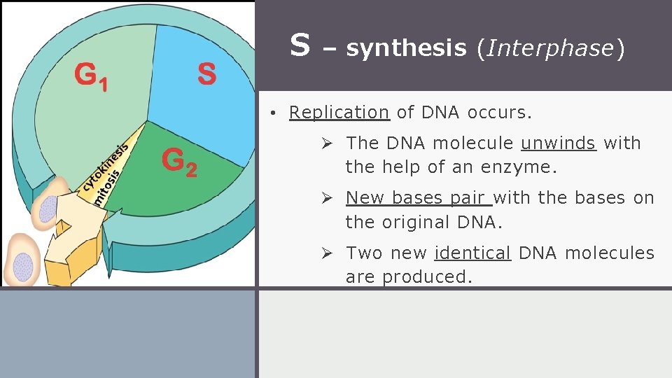 S – synthesis (Interphase) • Replication of DNA occurs. Ø The DNA molecule unwinds