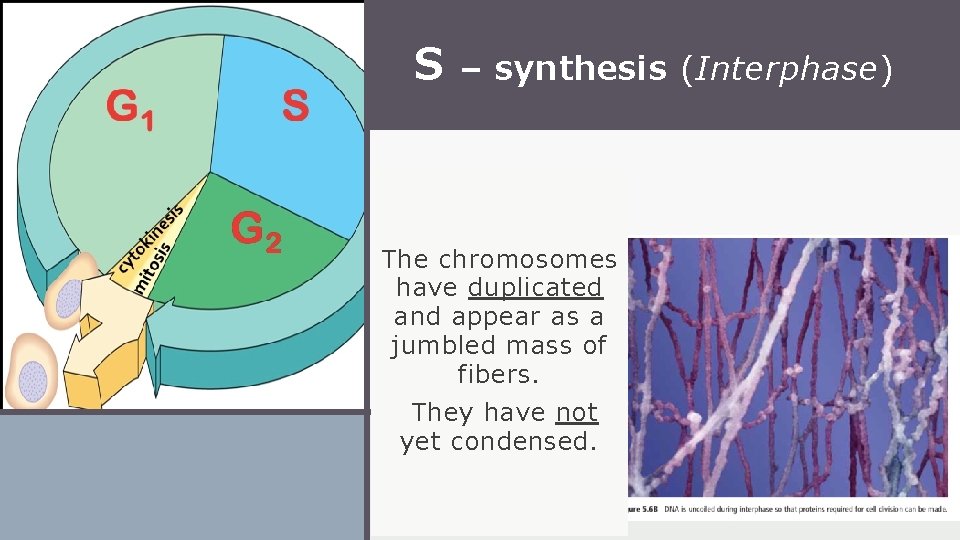 S – synthesis (Interphase) The chromosomes have duplicated and appear as a jumbled mass