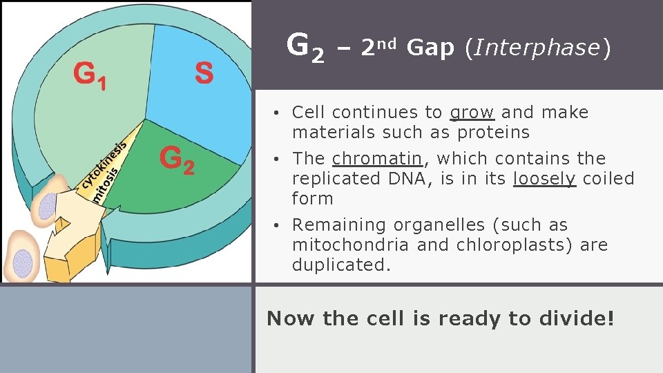 G 2 – 2 nd Gap (Interphase) • Cell continues to grow and make