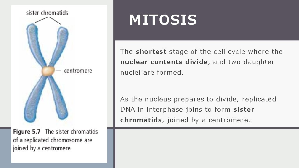 MITOSIS The shortest stage of the cell cycle where the nuclear contents divide, and