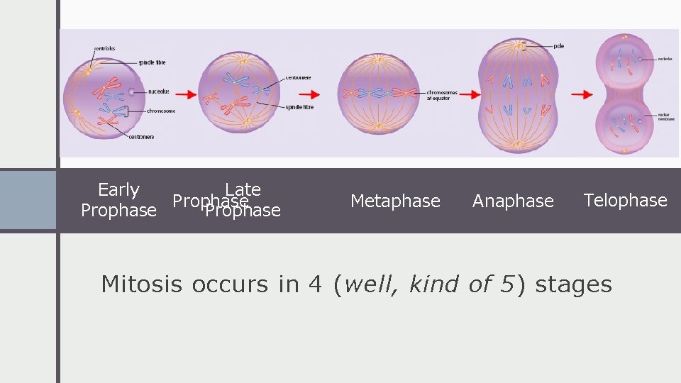 Late Early Prophase Metaphase Anaphase Telophase Mitosis occurs in 4 (well, kind of 5)