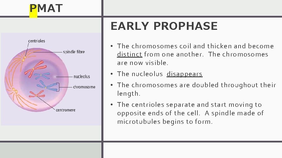 PMAT EARLY PROPHASE • The chromosomes coil and thicken and become distinct from one