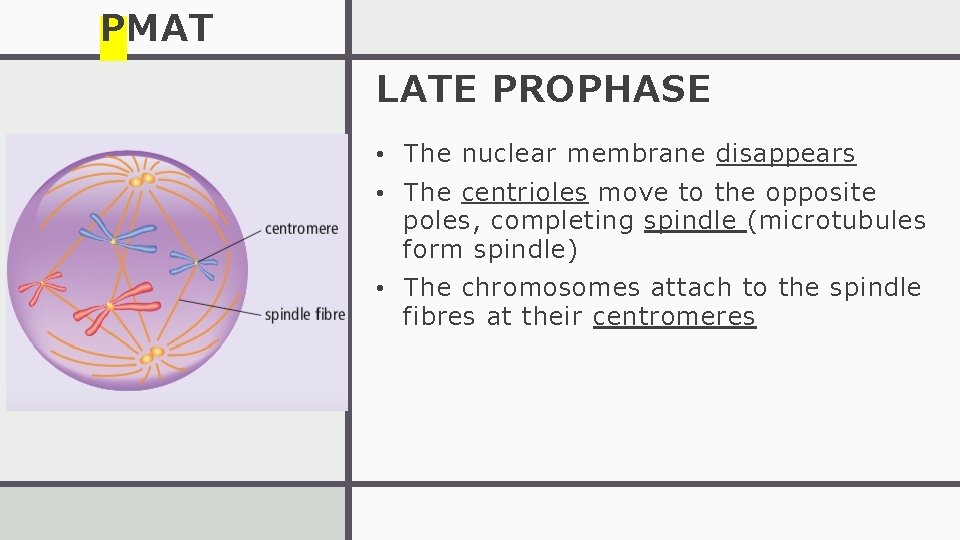 PMAT LATE PROPHASE • The nuclear membrane disappears • The centrioles move to the