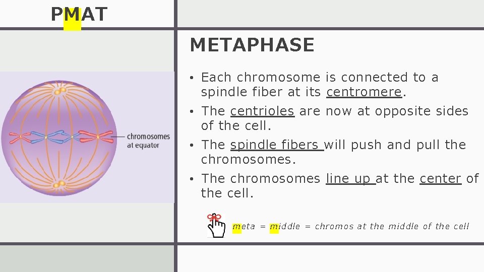 PMAT METAPHASE • Each chromosome is connected to a spindle fiber at its centromere.