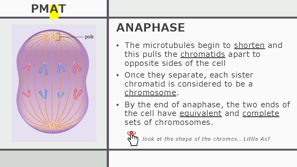 PMAT ANAPHASE • The microtubules begin to shorten and this pulls the chromatids apart