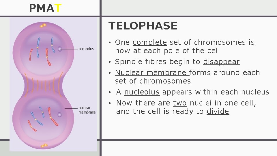 PMAT TELOPHASE • One complete set of chromosomes is now at each pole of