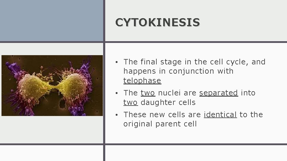 CYTOKINESIS • The final stage in the cell cycle, and happens in conjunction with