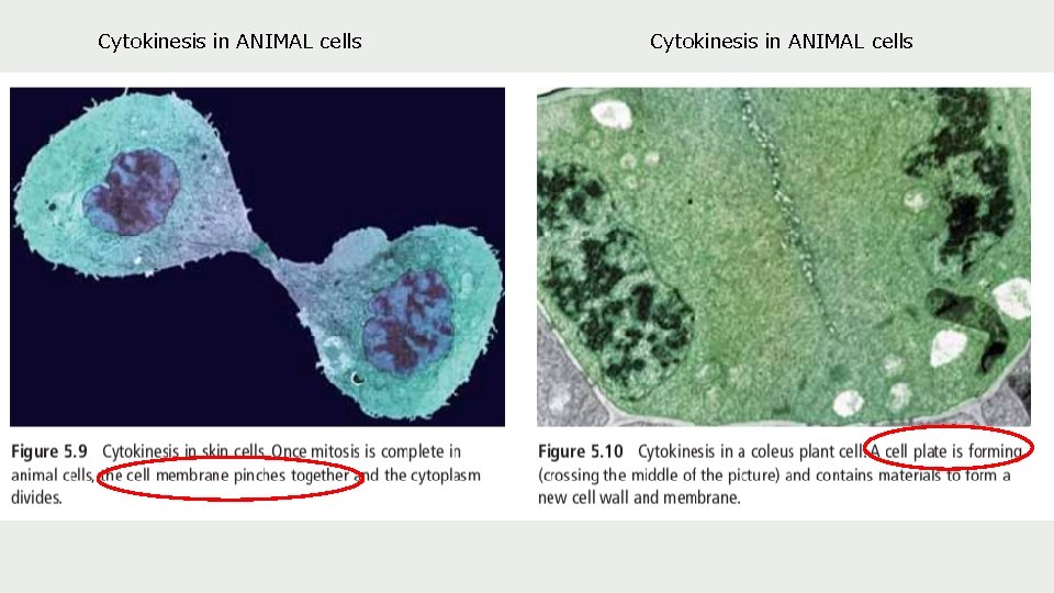 Cytokinesis in ANIMAL cells 