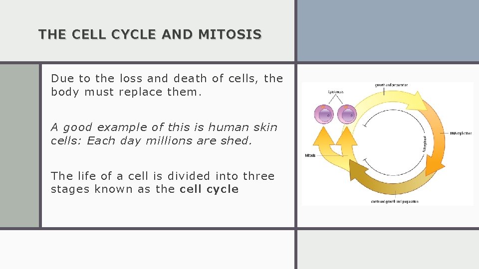 THE CELL CYCLE AND MITOSIS Due to the loss and death of cells, the