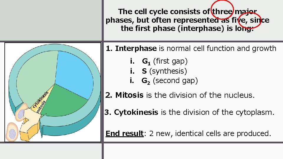 The cell cycle consists of three major phases, but often represented as five, since