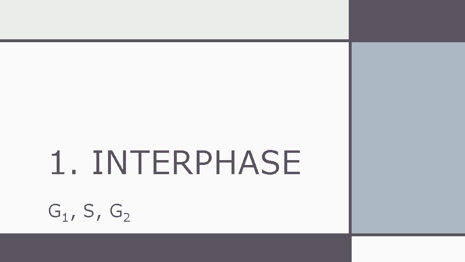 1. INTERPHASE G 1 , S, G 2 