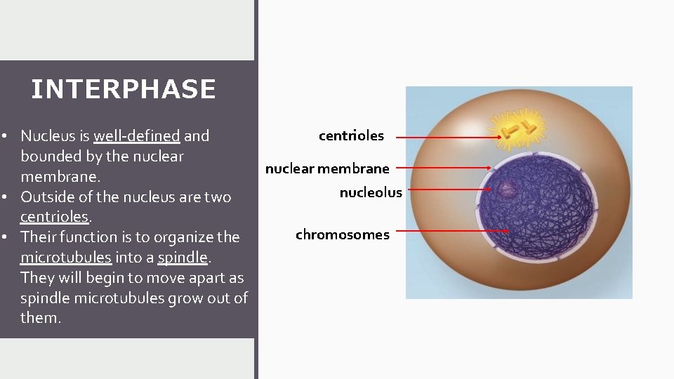 INTERPHASE • Nucleus is well-defined and bounded by the nuclear membrane. • Outside of