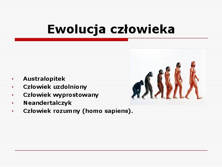 Ewolucja człowieka • • • Australopitek Człowiek uzdolniony Człowiek wyprostowany Neandertalczyk Człowiek rozumny (homo