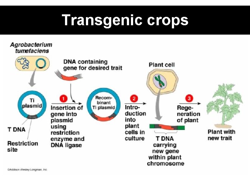 Transgenic crops 