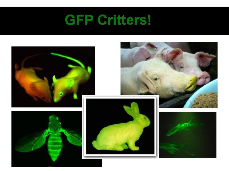 GFP Critters! 