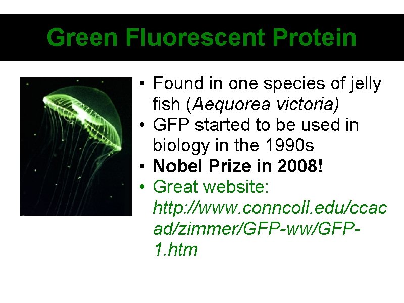Green Fluorescent Protein • Found in one species of jelly fish (Aequorea victoria) •