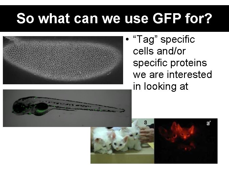 So what can we use GFP for? • “Tag” specific cells and/or specific proteins