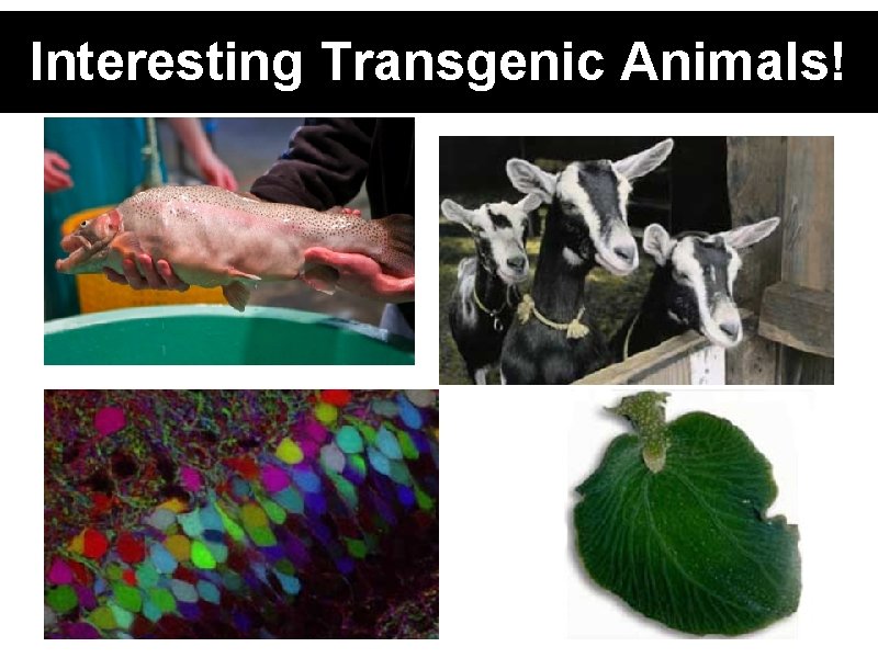 Interesting Transgenic Animals! 