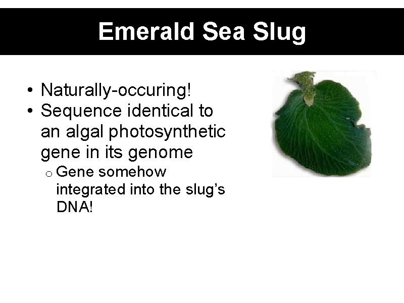 Emerald Sea Slug • Naturally-occuring! • Sequence identical to an algal photosynthetic gene in