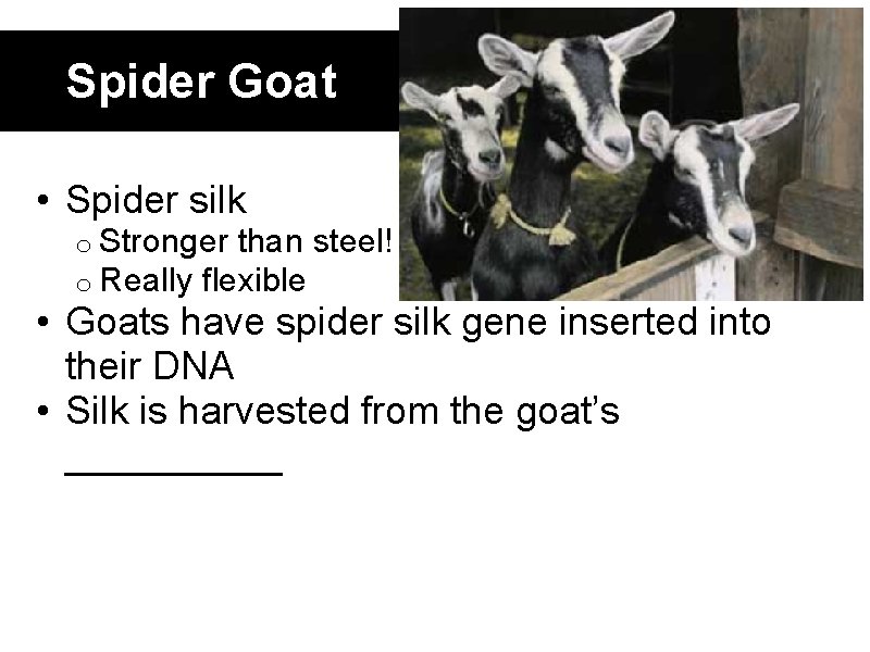 Spider Goat • Spider silk o Stronger than steel! o Really flexible • Goats