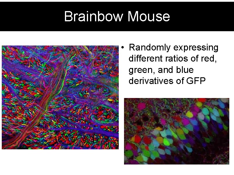 Brainbow Mouse • Randomly expressing different ratios of red, green, and blue derivatives of