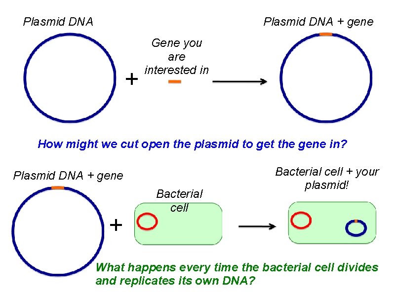 Plasmid DNA + gene + Gene you are interested in How might we cut