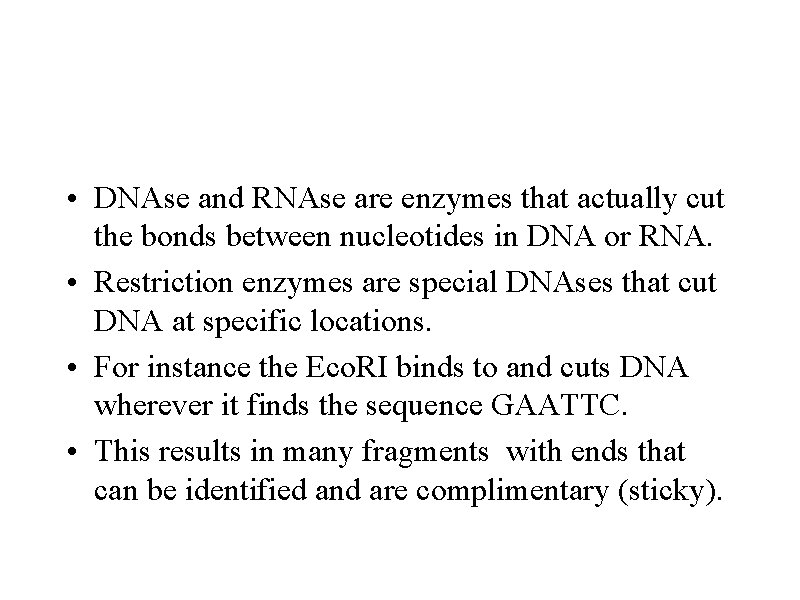  • DNAse and RNAse are enzymes that actually cut the bonds between nucleotides