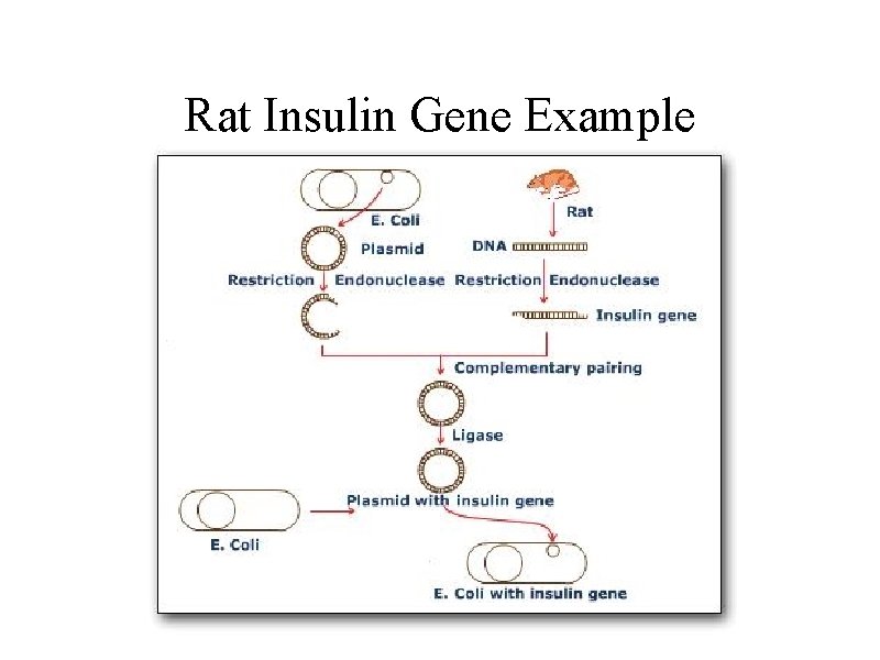 Rat Insulin Gene Example 