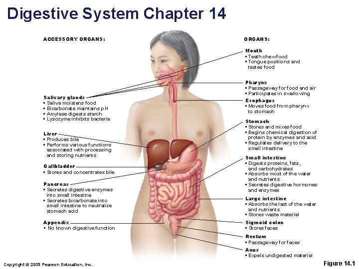 Digestive System Chapter 14 ACCESSORY ORGANS: Mouth • Teeth chew food • Tongue positions