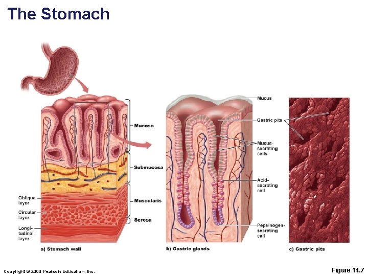 The Stomach Copyright © 2009 Pearson Education, Inc. Figure 14. 7 