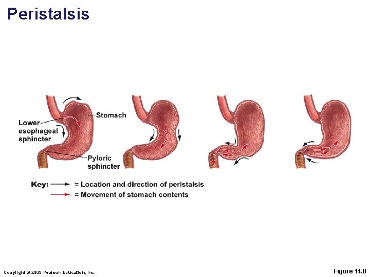 Peristalsis Copyright © 2009 Pearson Education, Inc. Figure 14. 8 