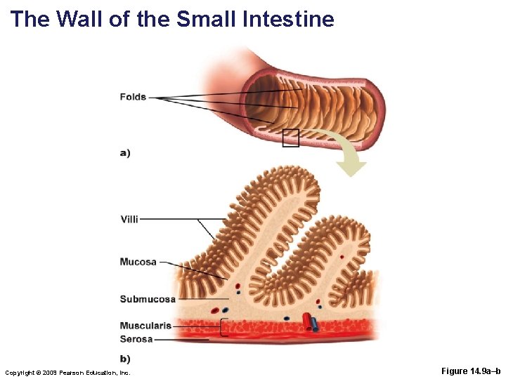 The Wall of the Small Intestine Copyright © 2009 Pearson Education, Inc. Figure 14.