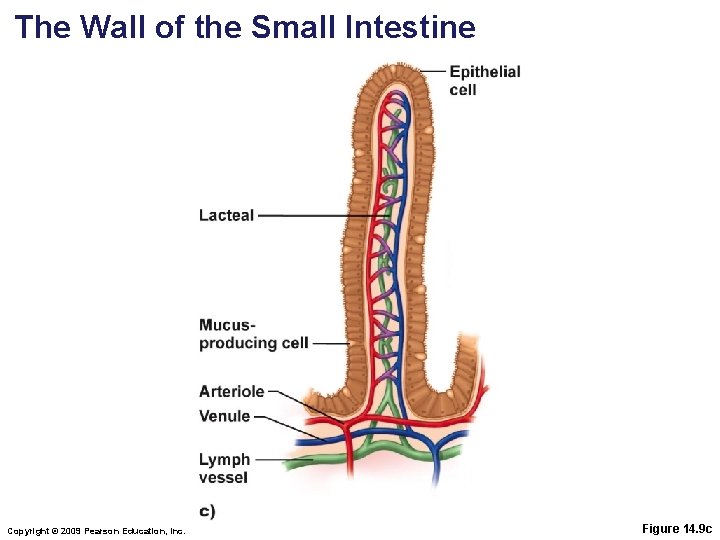 The Wall of the Small Intestine Copyright © 2009 Pearson Education, Inc. Figure 14.