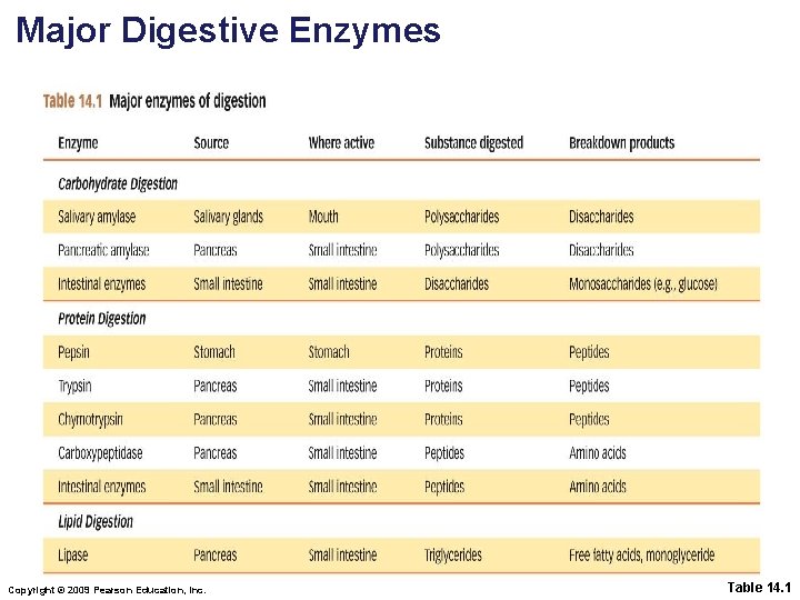Major Digestive Enzymes Copyright © 2009 Pearson Education, Inc. Table 14. 1 