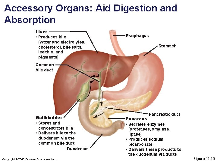 Accessory Organs: Aid Digestion and Absorption Liver • Produces bile (water and electrolytes, cholesterol,