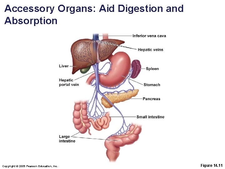 Accessory Organs: Aid Digestion and Absorption Copyright © 2009 Pearson Education, Inc. Figure 14.