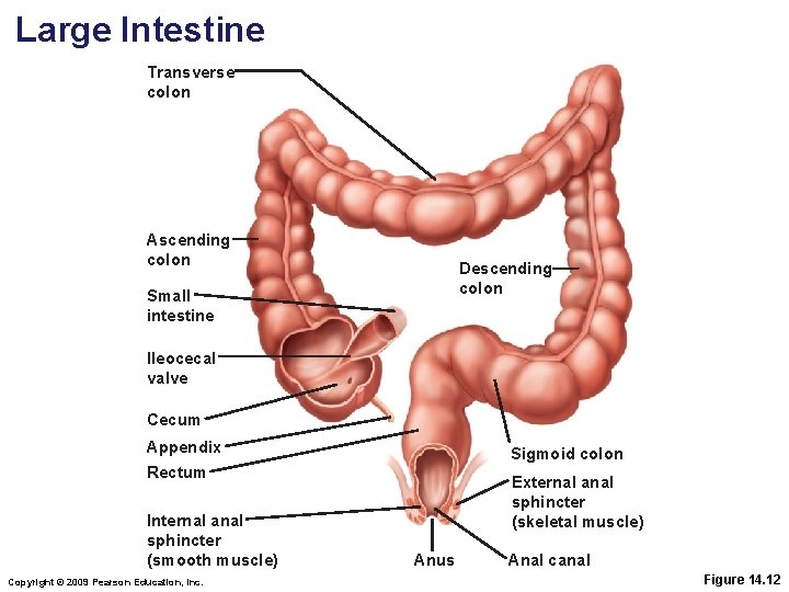 Large Intestine Transverse colon Ascending colon Descending colon Small intestine Ileocecal valve Cecum Appendix