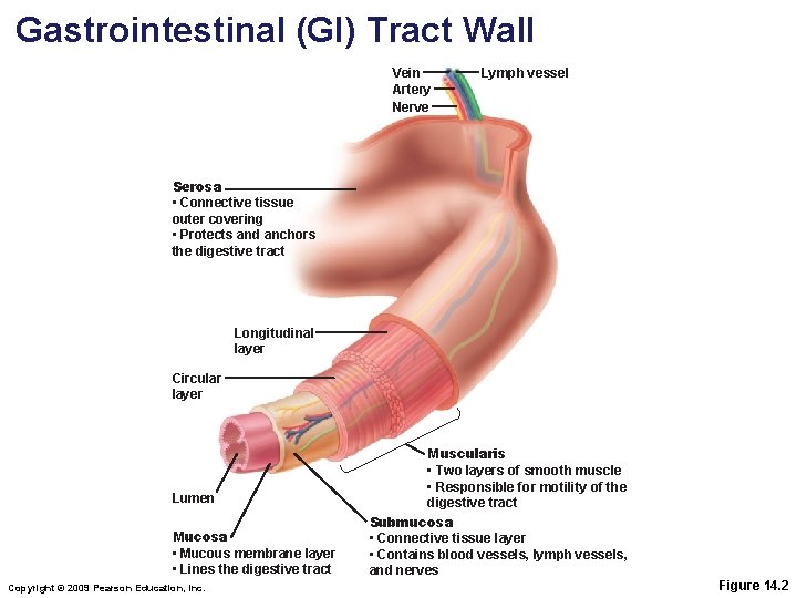 Gastrointestinal (GI) Tract Wall Vein Artery Nerve Lymph vessel Serosa • Connective tissue outer