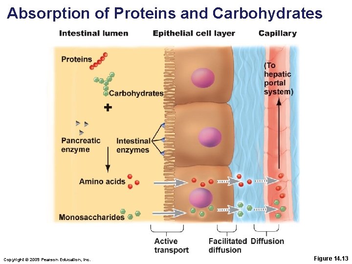 Absorption of Proteins and Carbohydrates Copyright © 2009 Pearson Education, Inc. Figure 14. 13