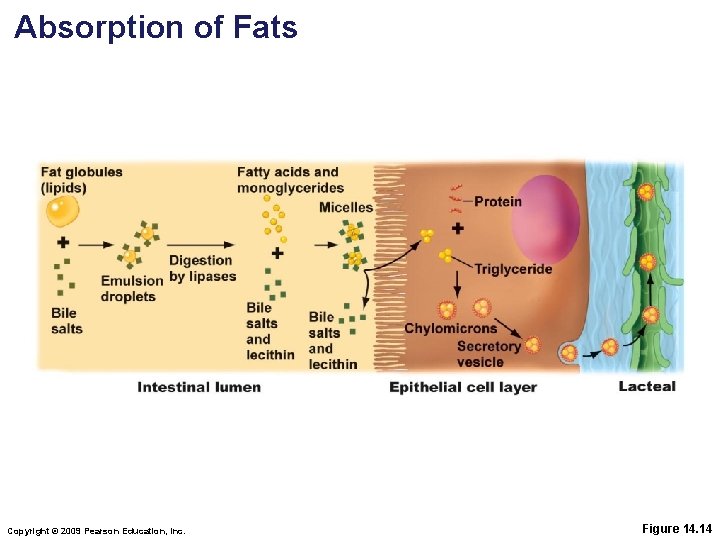 Absorption of Fats Copyright © 2009 Pearson Education, Inc. Figure 14. 14 