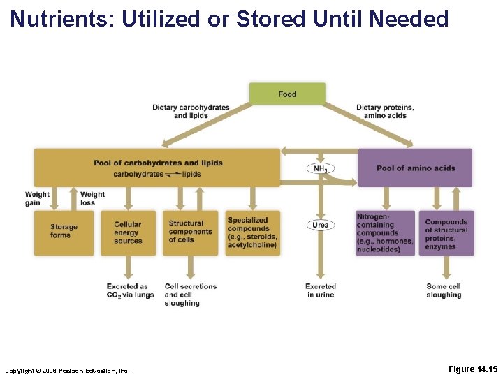 Nutrients: Utilized or Stored Until Needed Copyright © 2009 Pearson Education, Inc. Figure 14.