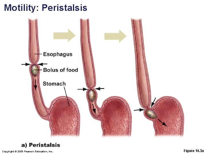 Motility: Peristalsis Copyright © 2009 Pearson Education, Inc. Figure 14. 3 a 